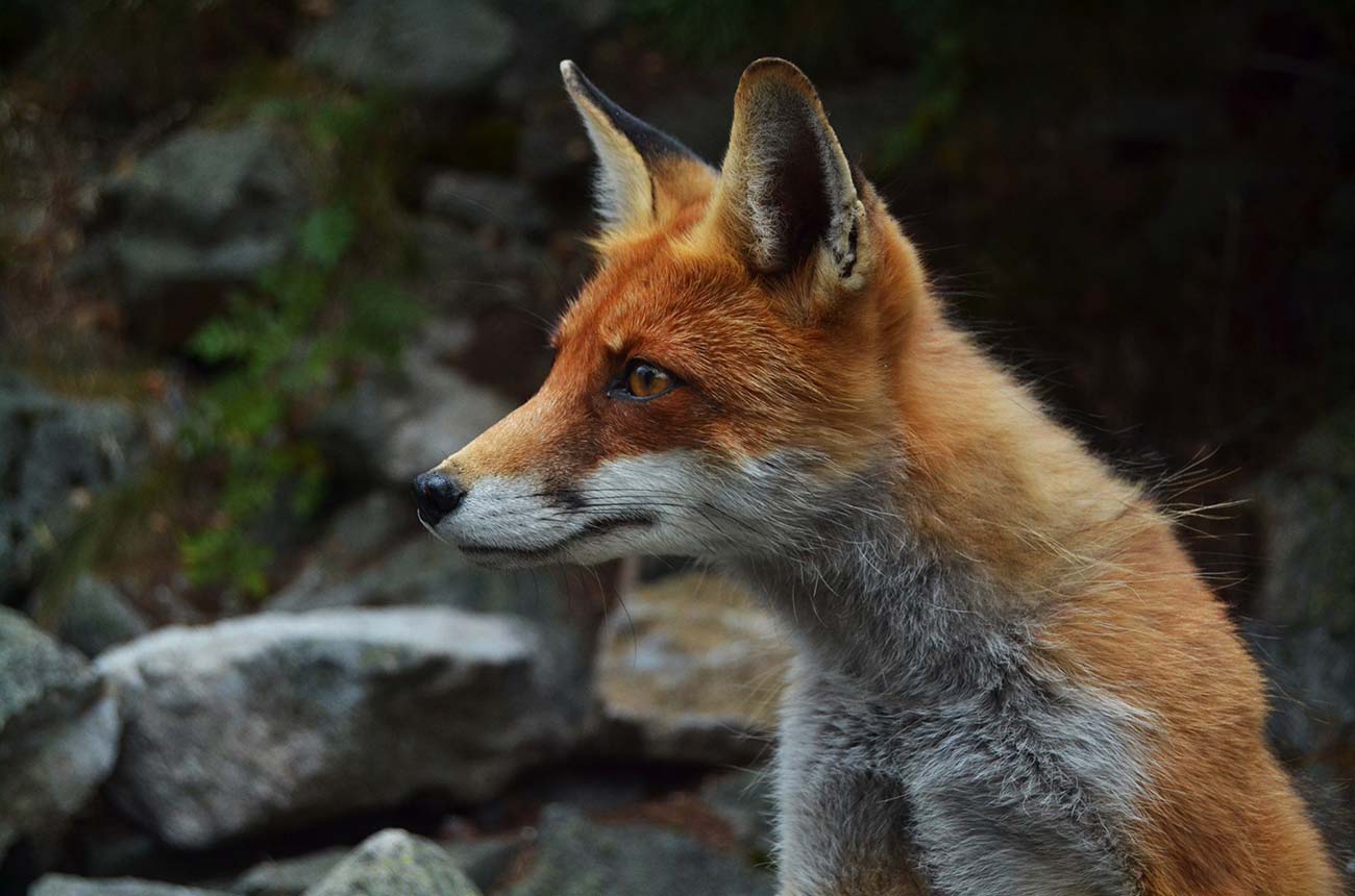 Dennis